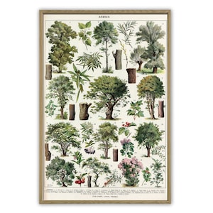 Trees Print, Botanical Vintage Illustration Print, Types of Trees, Wall Art Decor, Art-1086