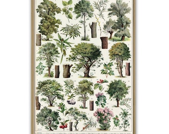 Bäume Druck, botanische Vintage Illustration Druck, Arten von Bäumen, Wand-Kunst-Dekor, Art-1086