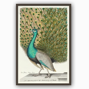 Peacock Print, Bird Wall Art Pint, Home Decor, Bird Print, Peacock Antique Illustration Art, peacock tail, peacock feathers