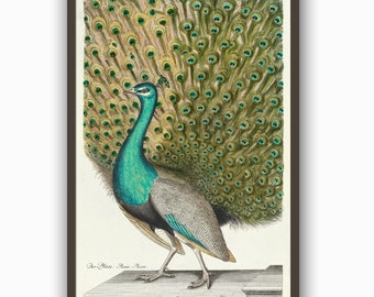 Peacock Print, Bird Wall Art Pint, Home Decor, Bird Print, Peacock Antique Illustration Art, peacock tail, peacock feathers