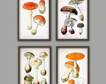 Mushroom Print Set of 4, Kitchen Wall Decor, Botanical Illustrations,  Vintage Art, Large Size Posters