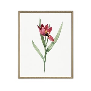 Tulip Print, Flower Print, Botanical Flower Decor, Vintage Illustration, Large Wall Decor, Red