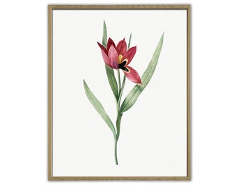 Vintage Tulip Print, Pierre-Joseph Redoute Botanical Illustration