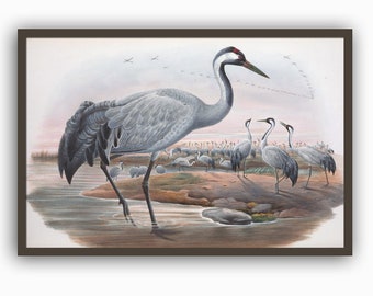 Bird Print, Horizontal Poster, Heron Crane Bird Wall Decor, Bird Poster, Ornithology Print, Horizontal Bird Poster