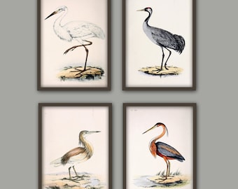Wild Birds Wall Art Print Set of 4, Antique Bird Decor, Antique Bird Illustration, Ornithology Poster, Bird Print, Bird Decor Set of 4