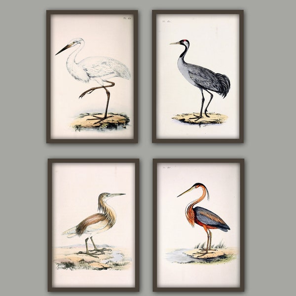 Wild Birds Wall Art Print Set of 4, Antique Bird Decor, Antique Bird Illustration, Ornithology Poster, Bird Print, Bird Decor Set of 4