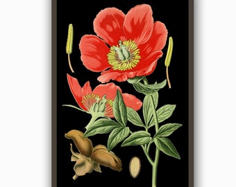 Flower Art Print, Peony Botanical Art, Antique Flower Illustration, Red Flower on Black Background, Large Peony Poster