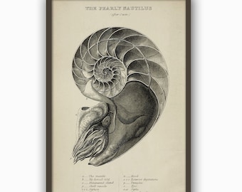 Nautilus Art Print, Marine Mollusc, Fossil Print, Vintage Nautilus Anatomy, Bathroom Decor, Wall Art Print, Pearly Nautilus