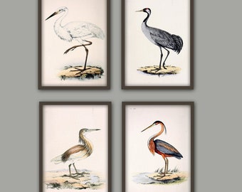 Impressão de pássaro, impressão de garça-branca, decoração de parede de pássaro grande, ilustração vintage de pássaros, galeria de casa, conjunto de 4 pássaros