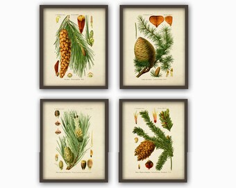 Pine Cones Print Set of 4, Pine Tree Wall Art Decor, Woodland Botanical Illustration, Antique Forest Tree Print