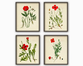 Antique Poppy Print Set of 4, Home Decor, Flower Botanical Illustration, Vintage Book Plate Print, Flower Gallery, Flower Decor