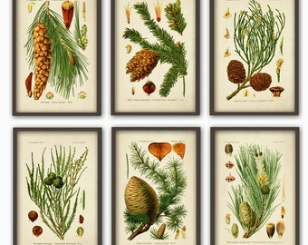 Antique Pine Cones Wall Art Print Set, Botanical Home Decor, Vintage Illustration Print, Forest Plant Illustration Print