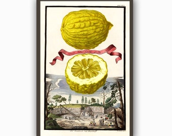 Estampado de limón de William Morris, decoración botánica antigua para la cocina