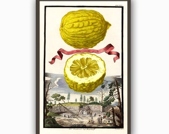 Fruit Print, Lemon Print, William Morris Poster, Kitchen Wall Decor, Fruit Poster, William Morris Fruit Print