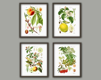 Könnte beinhalten: Satz von vier botanischen Illustrationen mit verschiedenen Früchten und Blumen. Die Illustrationen sind in braunen Rahmen gerahmt und haben einen weißen Hintergrund. Die Illustrationen zeigen einen Pfirsich, eine Quitte, einen Apfel und eine Eberesche.