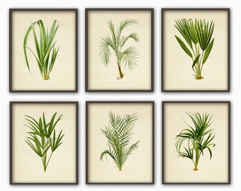 Palm Tree Botanical Tropical Trees Greenery Set of 6 Tropical Plant Home Decor Prints for New Apartment or Eco Friendly Home