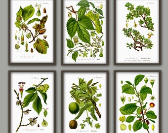 Conjunto de impresión de arte de hojas verdes de 6, impresión botánica, arte de pared vintage, hoja verde, planta de bosque, decoración botánica del hogar, conjunto de ramas de árbol