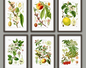 Fruit Art Print Set de 6, Décor mural de cuisine, Image botanique Amande Pêche Citron Poire Pomme Rowan