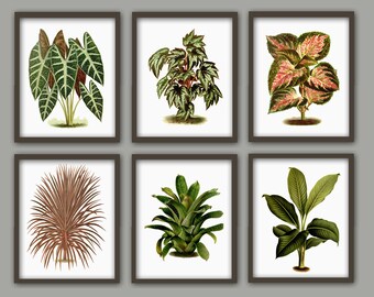 Plantenprintset, vintage botanische wanddecoratie, set van 6