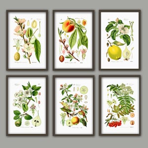Lot de 6 impressions d&#39;art sur fruits, décoration murale de cuisine, tableau botanique Amande Pêche Citron Poire Pomme Rowan
