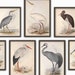 see more listings in the BIRDS section