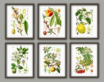 Obst Druck Set, Obst Botanische Wanddeko, Obst Küche Poster 6er Set