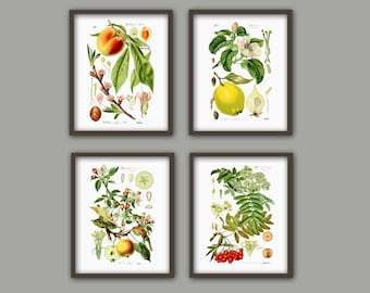 Könnte beinhalten: Satz von vier botanischen Illustrationen mit einem Pfirsich, einer Quitte, einer Eberesche und einem Apfel. Jede Illustration ist in einem braunen Rahmen gerahmt und hat einen weißen Hintergrund mit detaillierten Zeichnungen der Frucht und ihrer Blätter.