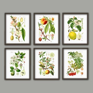 Fruit Print Set, Fruit Botanical Wall Decor, Fruit Kitchen Posters Set of 6