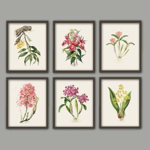 Set of Six Vintage Flower Prints - Set of 6 Floral Plants