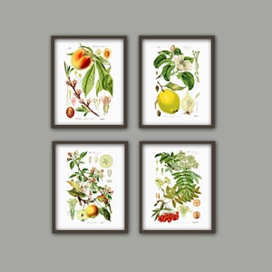 Fruit Print Set of 4, Botanical Print, Vintage Wall Art, Fruit Tree, Botanical Home Decor, Fruit Set