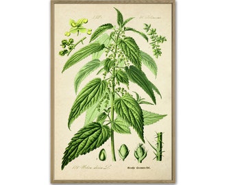 Nettle Print, Botanical Illustration, Green Plant Wall Art, Large Wall Art Print, Kitchen Decor