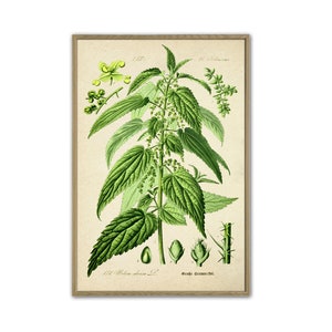 Nettle Print, Botanical Illustration, Green Plant Wall Art, Large Wall Art Print, Kitchen Decor