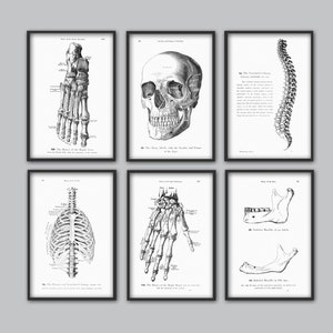 Human Skeleton Bones Print Set of 6 - Human Skull Wall Art - Anatomy Print - Medical Science Poster - Medical Student