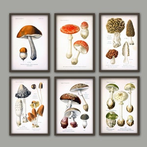 Mushroom Print - Mushroom Wall Art - Botanical  Poster - Forest Plants - Kitchen Wall Art - Red Orange Brown