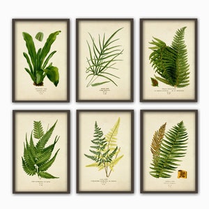Antique Fern Print Set of 6, Home Decor, Botanical Illustration, Forest Green Plant Art Print, Green Plant Decor