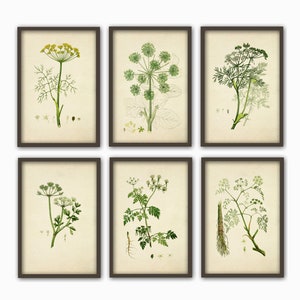 Botanical Painted Framed Wall, Set of 6