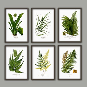 Botanical Giclee Art Print Cactus And Plants Illustration Etsy