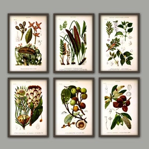 Antique Plant Wall Art Print Set of 6, Home Decor, Botanical Illustration, Plant Gallery, Plant Poster, Plant Decor image 2