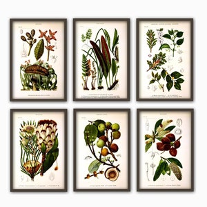 Antique Plant Wall Art Print Set of 6, Home Decor, Botanical Illustration, Plant Gallery, Plant Poster, Plant Decor image 1