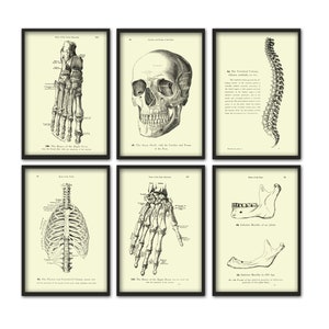 Menschliche Anatomie Druck 6er Set - Schädel Wand Kunst - Skelett Druck - Medizinisch Wissenschafts Poster