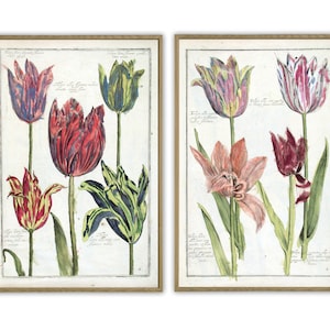 Tulip Flowers Print Set, Antique Tulip Botanical Wall Art Decor, Vintage Illustrations Print, Flower Poster, Red Green Pink