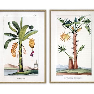 Palm Art Print Set, Botanical Antique Illustration, Banana Palm Wall Art Decor