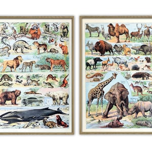 Set of 2 Animal Print - Animals Poster - Animals Wall Art Print - Animal Illustration - Biology Science Print - Vintage Animal Print