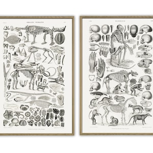 Skeleton Print,  Science Poster, Antique Book Plate Print, Wall Art Decor, Education Poster Paleontology print anatomy animals