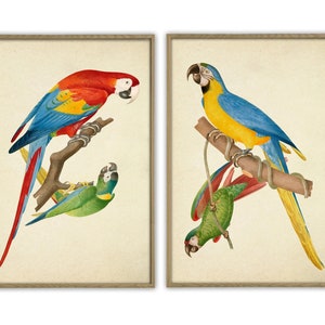 Birds Print Set, Parrot Print, Bird Wall Art Decor, Ornithology Print, Vintage  Bird Illustration, Ara