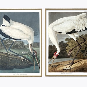 Weißer Kranich Vogel Druck Audubon Illustration, Audubon Vögel von Amerika, Tropischer Vogel Glicee Strand Haus Dekor