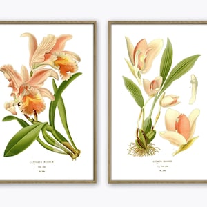 Orchid Botanical Print, Colorful Flower Art Decor, Exotic Floral Print, Flower Illustration