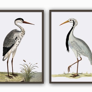 Birds Print Set of 2,  Antique Bird Illustration, Heron and Crane, Large Scale Wall Art Decor