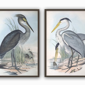 Birds Print Set of 2, Crane and Heron Print, Large Wall Art Decor, Australian Bird Illustration