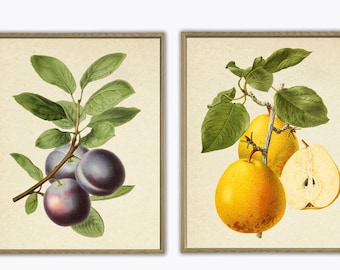 Fruit Print Set, Botanical Prints, Vintage Botanical Art, Plum Pear, Giclee, Art, Kitchen Art